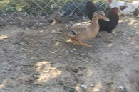 Kaczki call duck