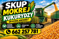 Kupie kukurydze mokrą