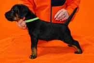 Terrier Niemiecki z rodowodem ZKwP