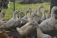 Kaczki Pekin/Mulard Duże
