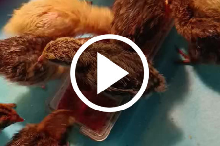 Przepiórki 1-tygodniowe