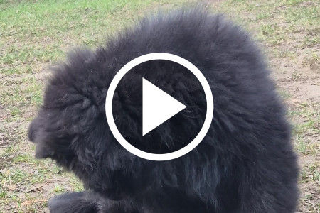 Owczarek niemiecki długowłosy